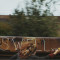 Завораживающие фотографии путешествующих на грузовых поездах от Майка Броди